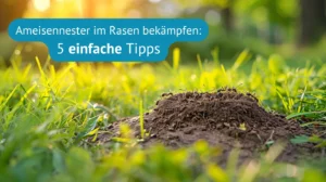 Ameisennester im Rasen bekämpfen