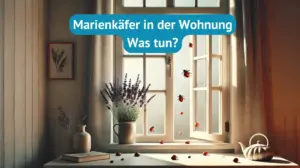 Marienkäfer in der Wohnung