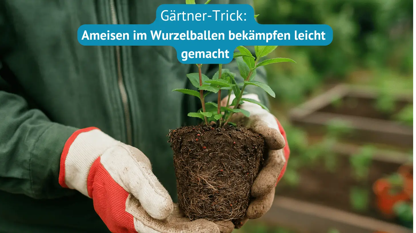 gärtner trick ameisen im wurzelballen bekämpfen leicht gemacht