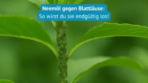 neemöl gegen Blattläuse