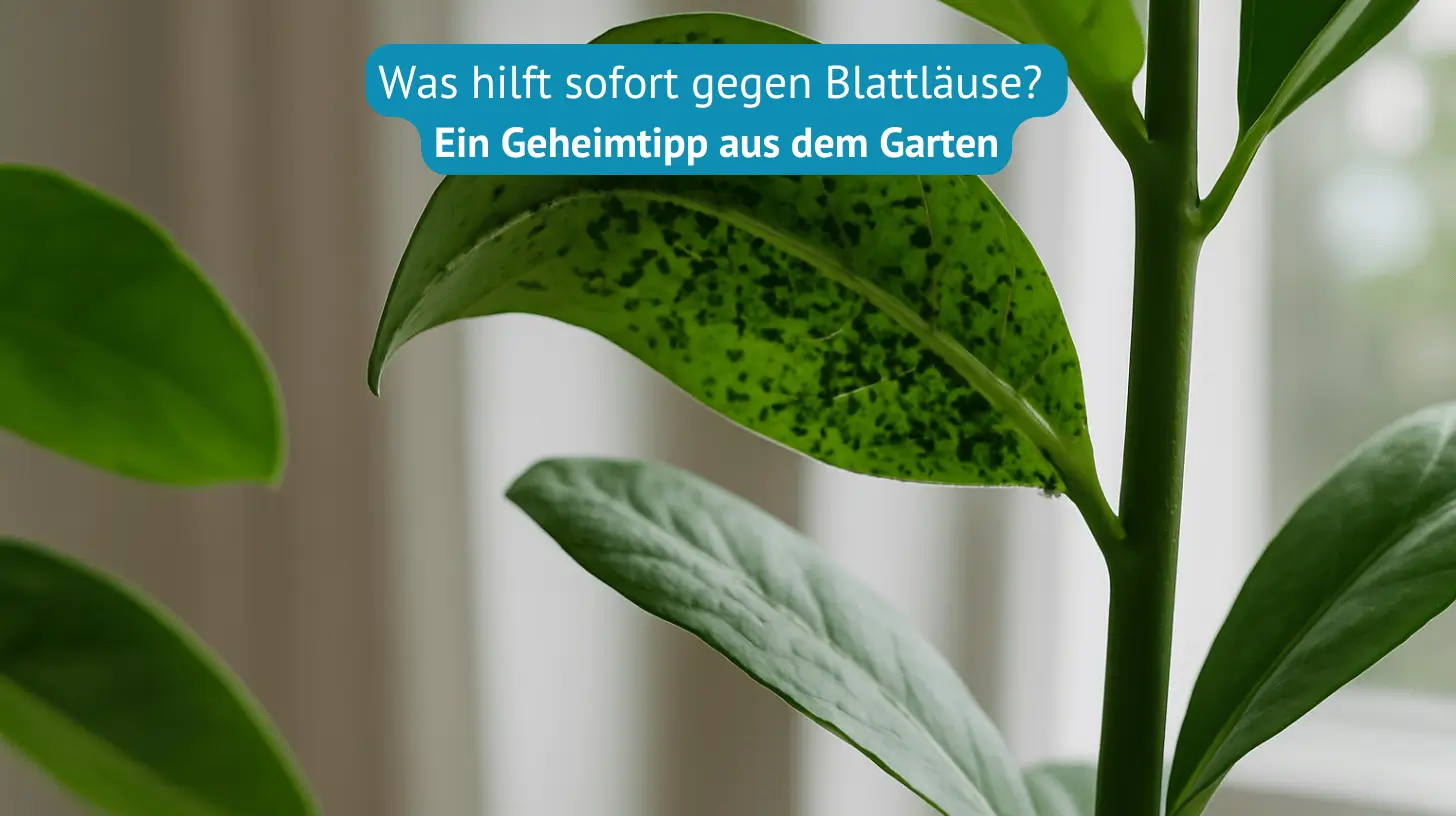 was hilft sofort gegen Blattläuse