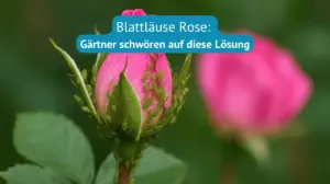 blattläuse Rosen