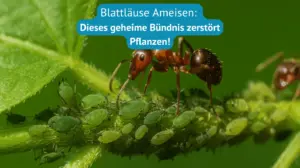 blattläuse ameisen