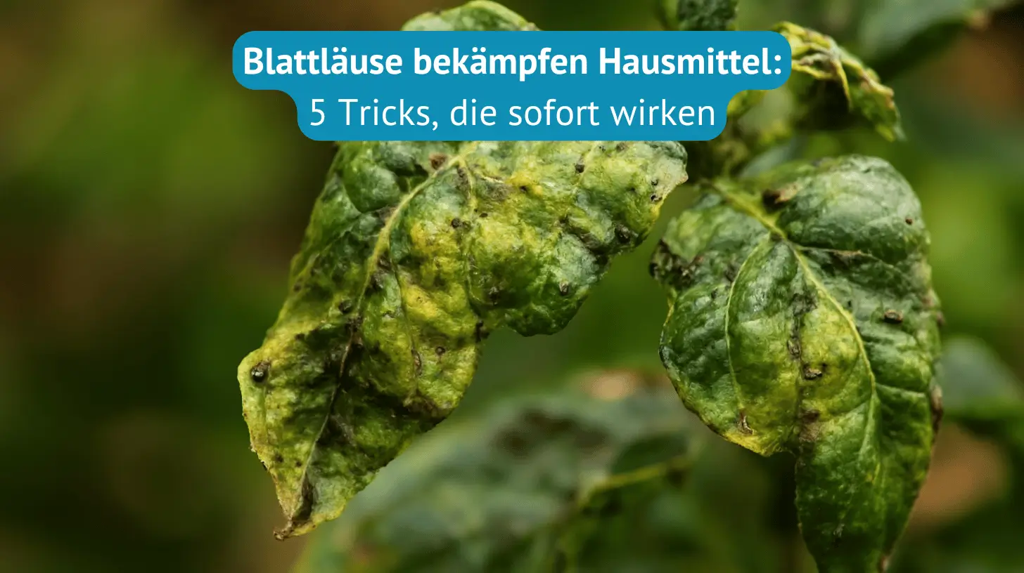 blattläuse bekämpfen hausmittel