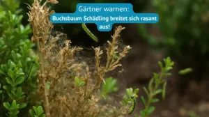 gärtner warnen buchsbaum schädling breitet sich rasant aus