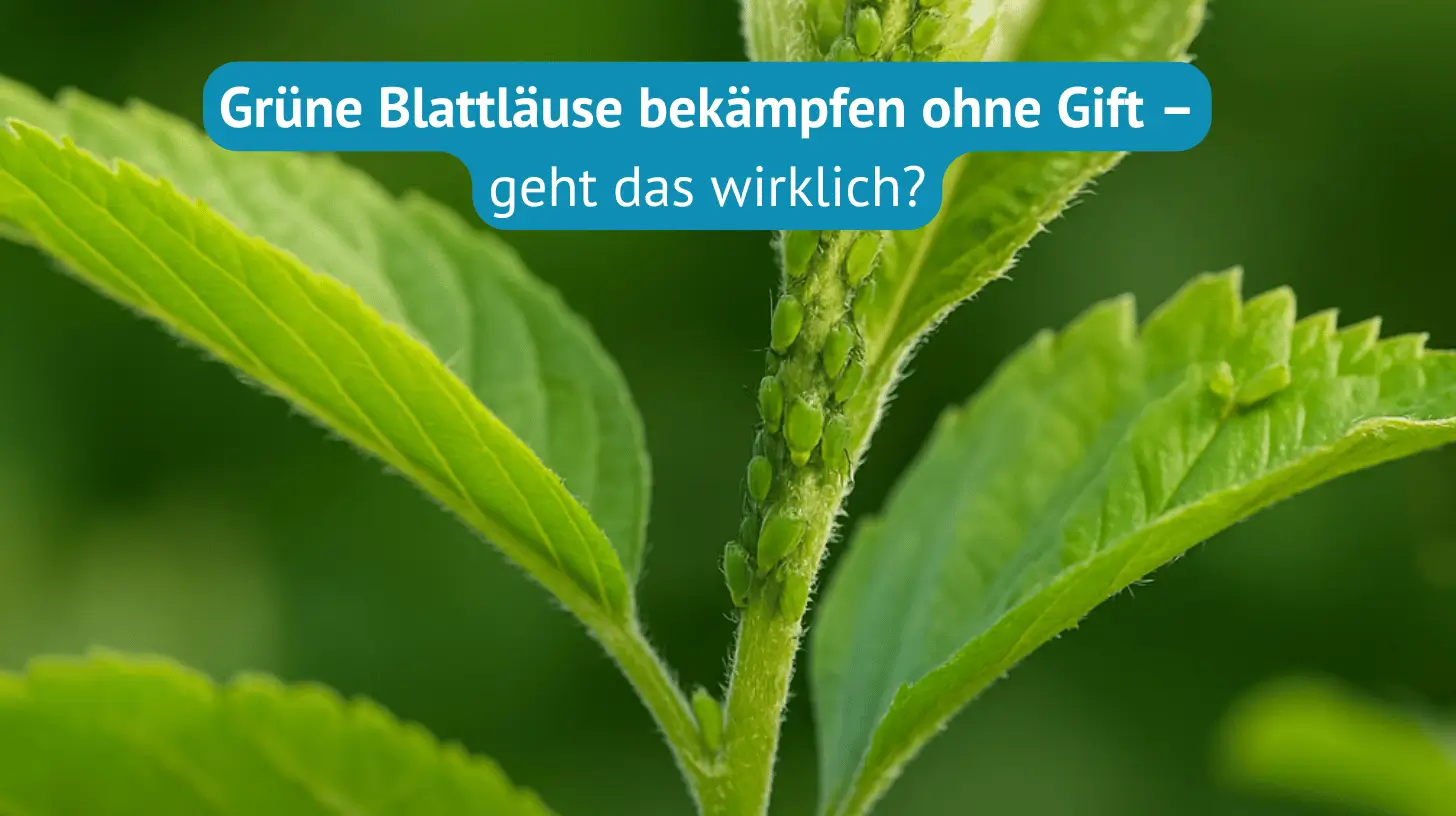grüne blattläuse bekämpfen ohne gift