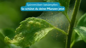 spinnmilben bekämpfen