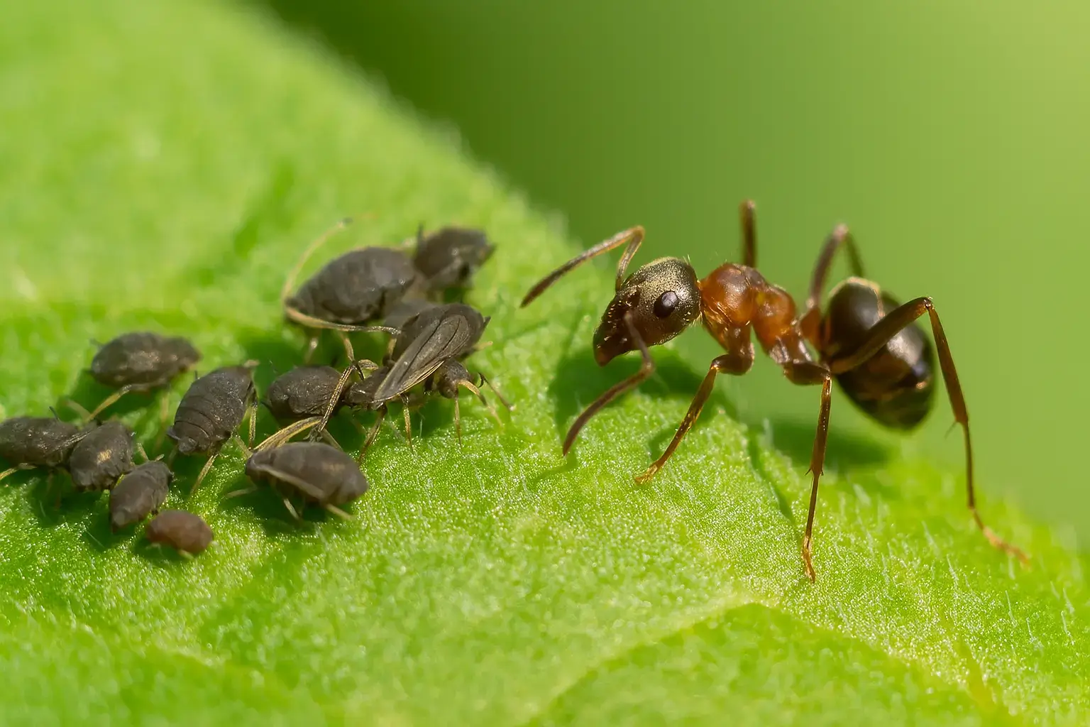 die Rolle der ameisen und warum du sie mitbekämpfen musst-fliegende blattläuse