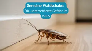 gemeine waldschabe die unterschätzte gefah im haus