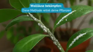 wollläuse bekämpfen