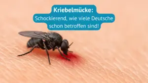 Kriebelmücke